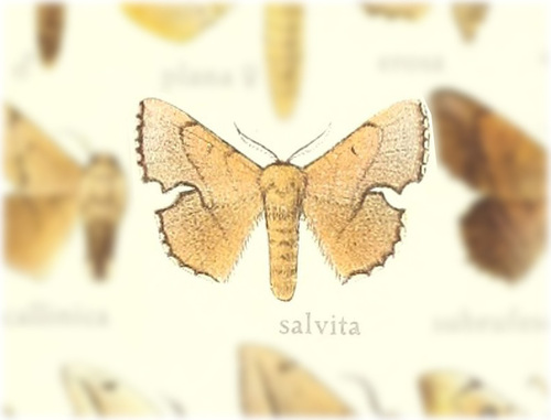 Trogoptera salvita