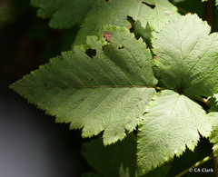 Rubus hawaiensis