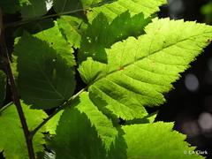 Rubus hawaiensis