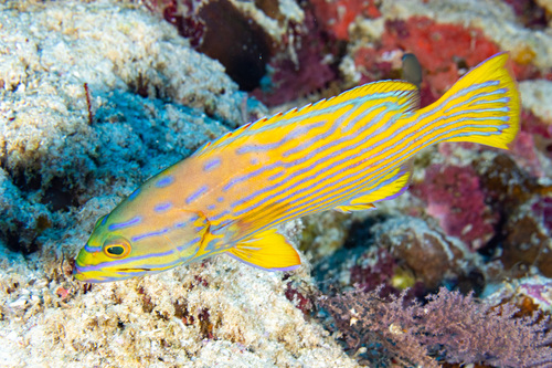 Blue-lined hind (Cephalopholis polleni) — Serranidae