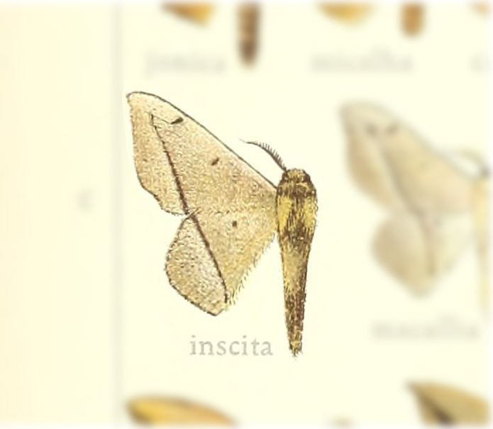 Druentica inscita