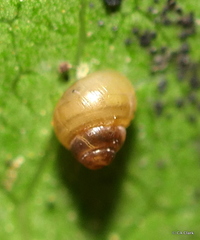 Achatinellidae