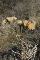 Cynara syriaca