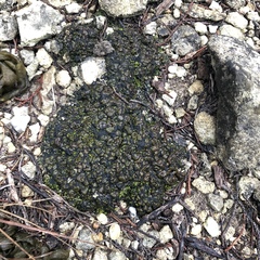 Clavascidium lacinulatum