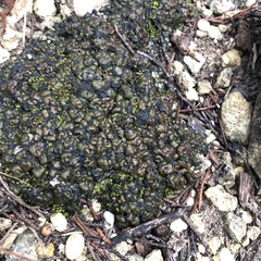 Clavascidium lacinulatum