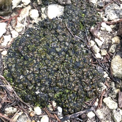 Clavascidium lacinulatum