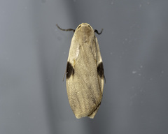 Macotasa nubeculoides