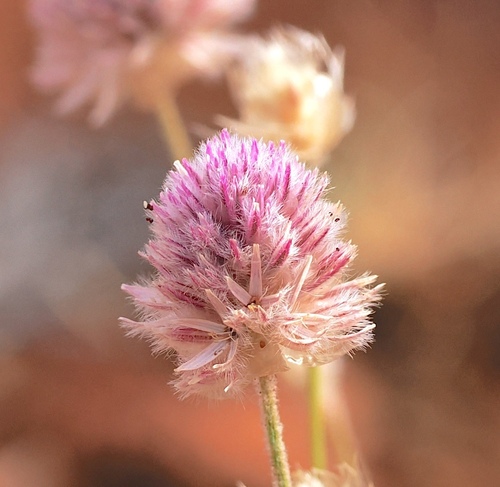 hairy mulla mulla (Ptilotus helipteroides)
