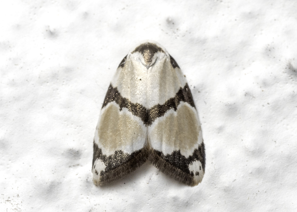 Garudinistis