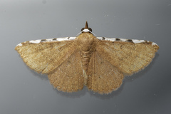 Corgatha implexata