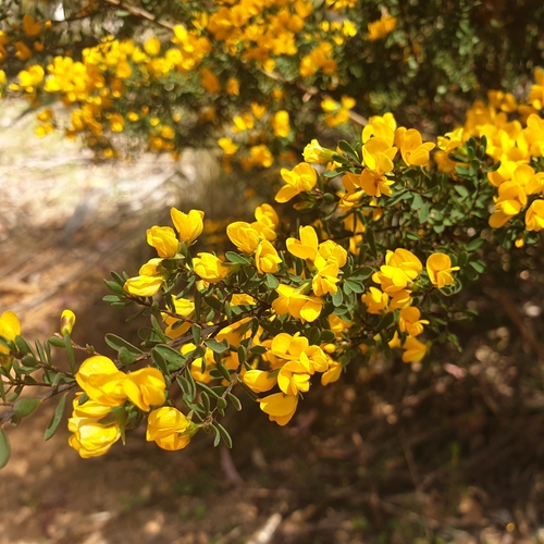 tall bush-pea (Pultenaea altissima)
