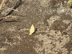 Abaeis salome jamapa