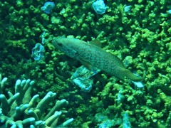 Cephalopholis cyanostigma