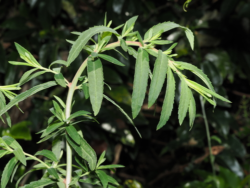 Haloragis exalata (Haloragis exalata)