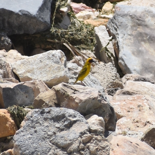 Rüppell's Weaver (Ploceus galbula), photo 4