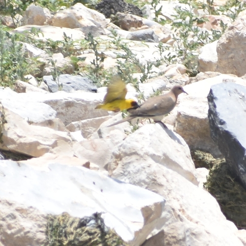 Rüppell's Weaver (Ploceus galbula), photo 5