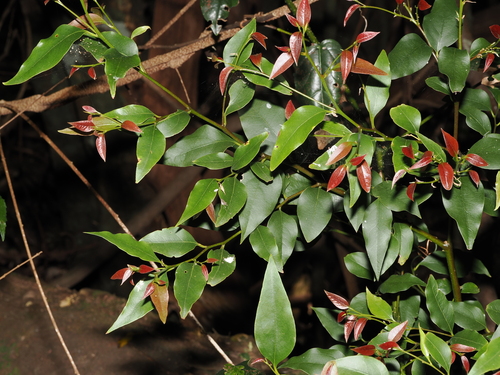 gorge laurel (Cryptocarya floydii)