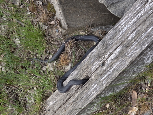 Highlands Copperhead sighting