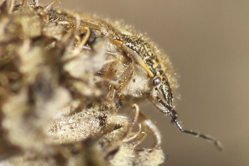 African Cluster Bug photo 4