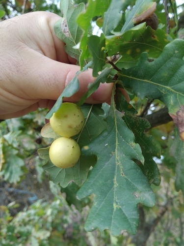 Cherry Gall Wasp