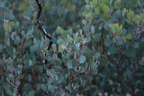 Eucalyptus minniritchi, photograph 1
