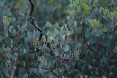 Eucalyptus minniritchi, photograph (c) Julia Palmer, some rights reserved (CC BY)