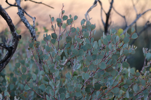 Centralian Minniritchi Mallee (Eucalyptus minniritchi)
