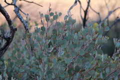 Eucalyptus minniritchi