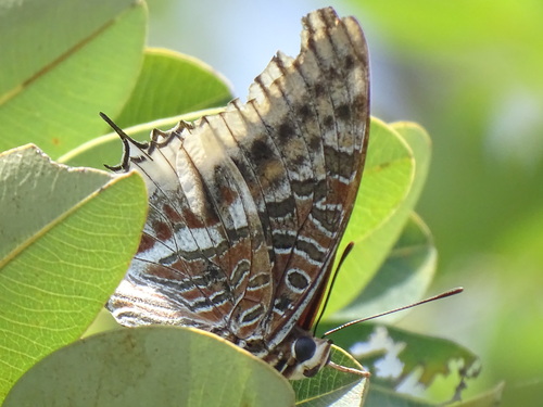 Cream-bordered Charaxes