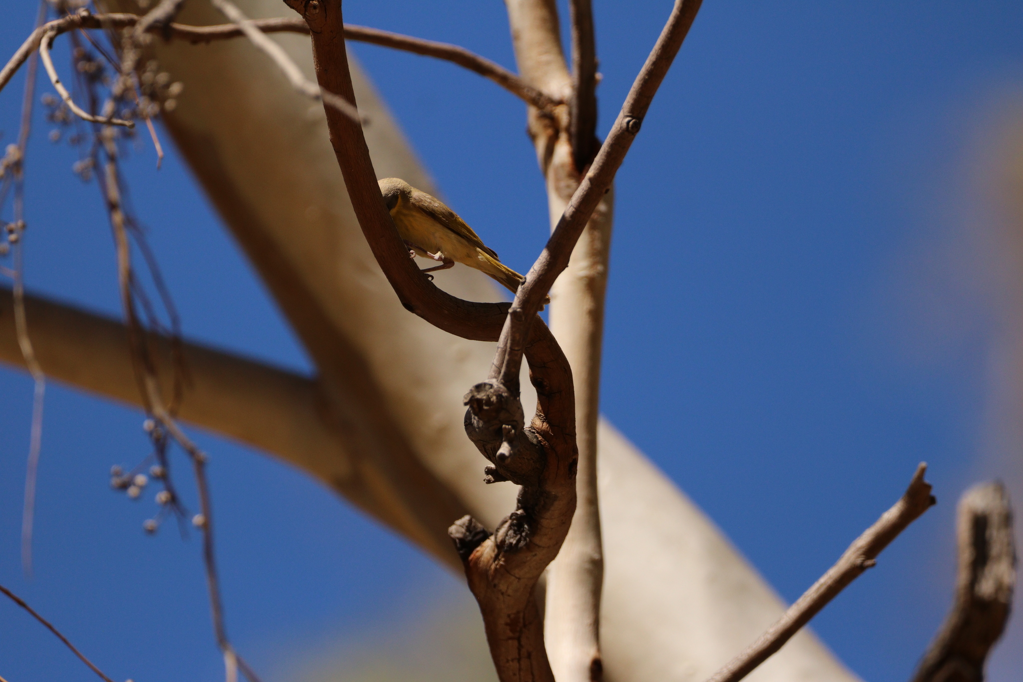 Grey-headed Honeyeater (Ptilotula keartlandi), photo 10