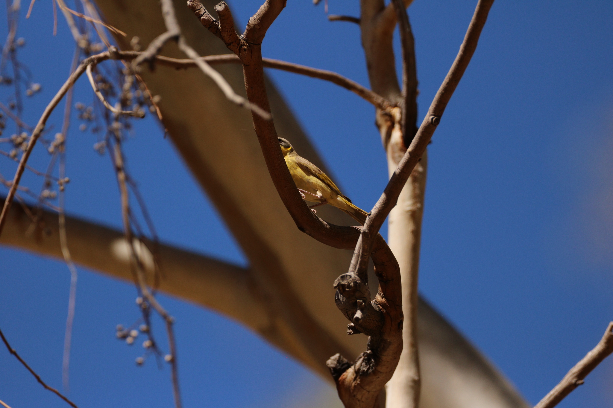 Grey-headed Honeyeater (Ptilotula keartlandi), photo 9