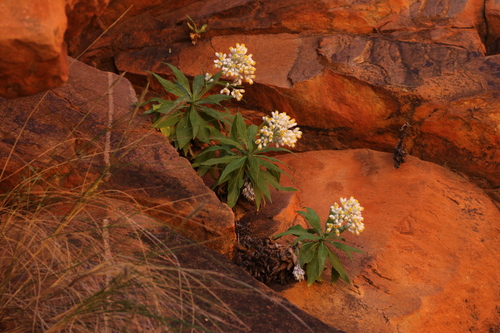 Edelweiss Everlasting (Cremnothamnus thomsonii)