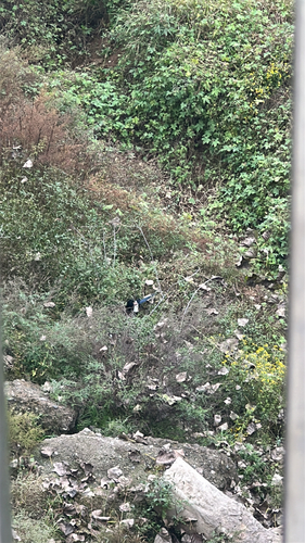Oriental Magpie