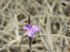 Tillandsia paleacea