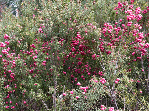 Crimson Berry (Leptecophylla oxycedrus)
