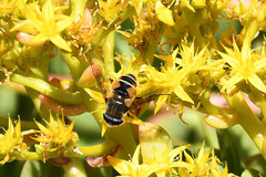Eristalis bogotensis