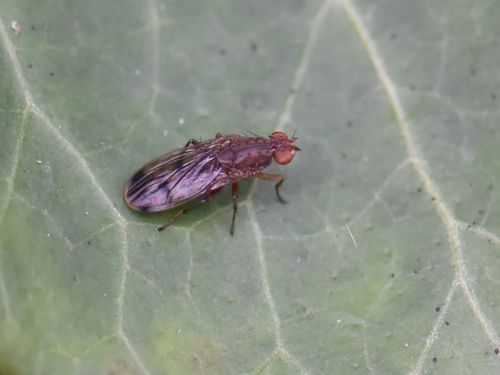 Suillia variegata, Groesbeek, Nederland, photo 7 of 10