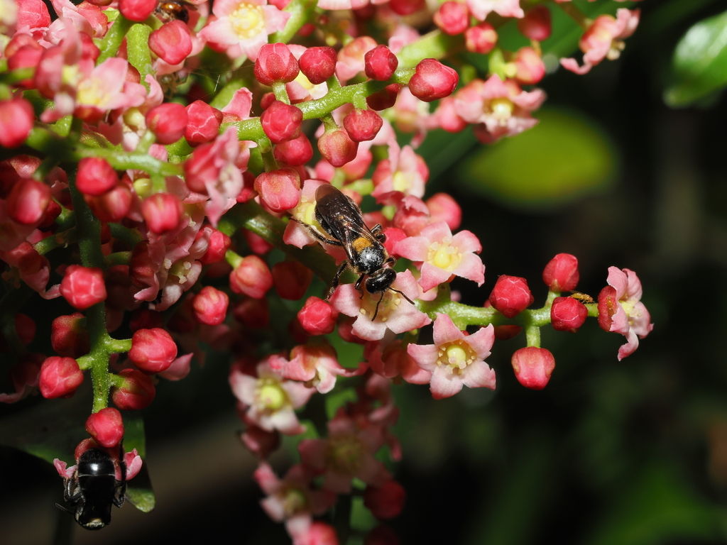 Lasioglossum recavum