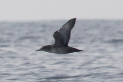 Puffinus mauretanicus