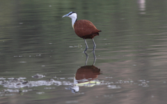 Actophilornis africanus