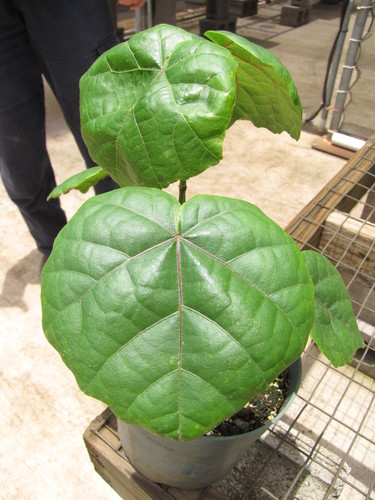 Hibiscadelphus hualalaiensis