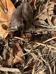 Sphex jamaicensis