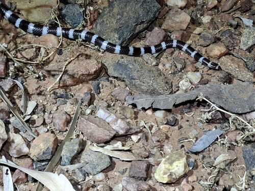 Eastern Bandy Bandy sighting