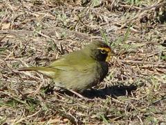 Yellow-Faced Grassquit photo 4