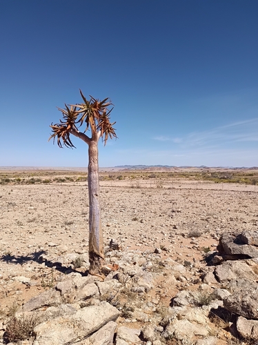 Quiver Tree