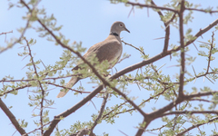 Streptopelia reichenowi