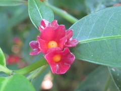 Angiospermae