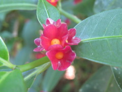 Angiospermae