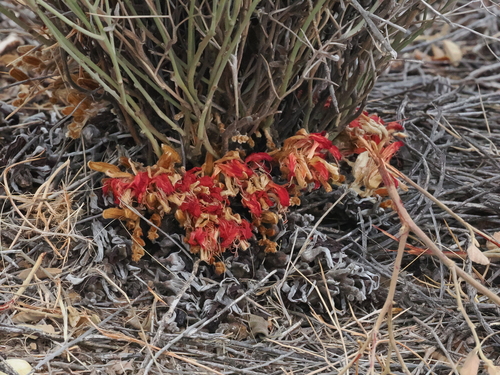 upside-down plant (Leptosema chambersii)