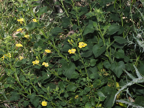 Large-flowered Goodenia (Goodenia grandiflora)